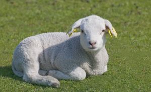 753196_tagged_lamb.jpg