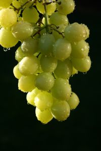 936095_grape_vine.jpg