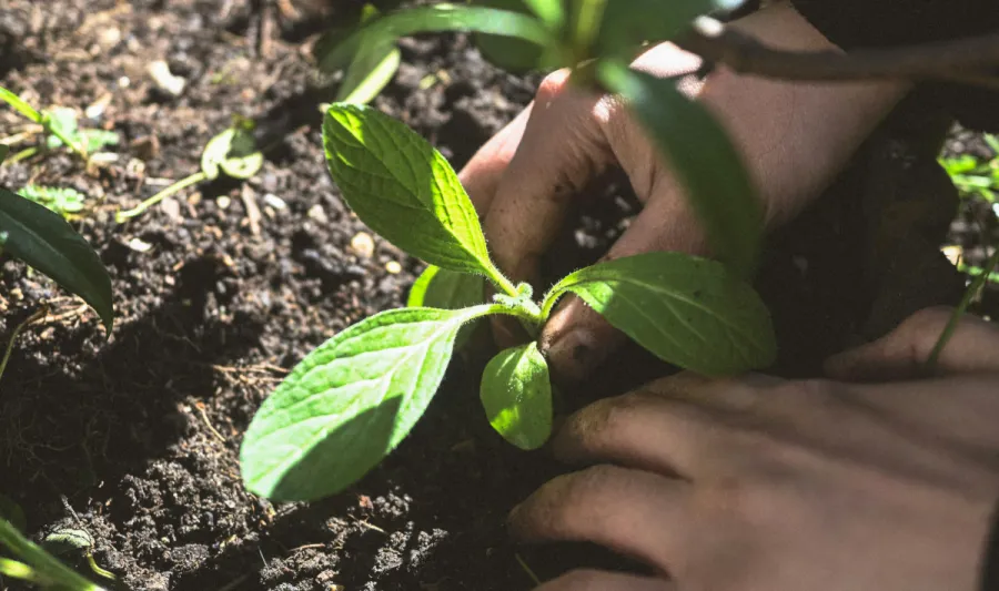 Image of hands planting a seedling