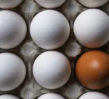 Photo of eggs featuring one of a different color