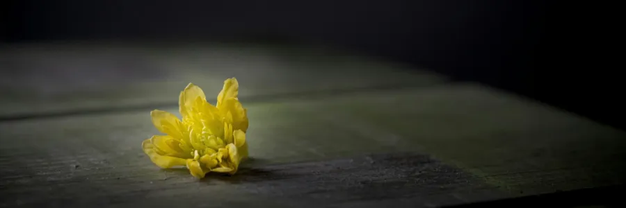 Yellow flower on an empty table in a dark room
