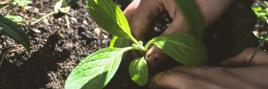 Image of hands planting a seedling
